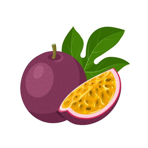 Vector Illustration Passion Fruit Or Passiflora Edulis Isolated On