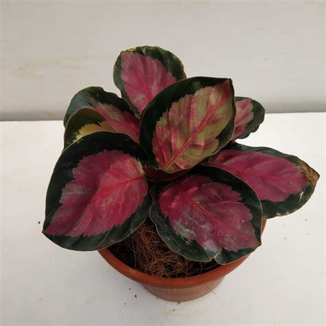 Calathea Roseopicta 'Rosy' - Nursery Buy