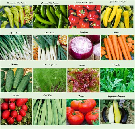 Ensemble De Graines De L Gumes Biologiques Assorties Et Etsy France