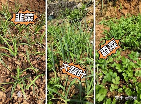 10月种什么菜？全国种菜大全，赶紧栽种 知乎