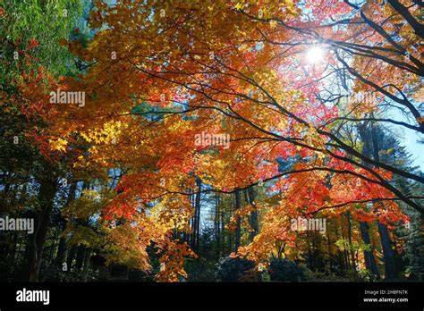 Autumn Foliage And Waterfall Stock Photo Alamy