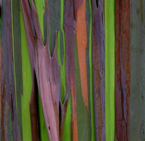 Rainbow Eucalyptus The Most Beautiful Tree In The World Amazing Nature