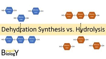 Dehydration Synthesis Animation