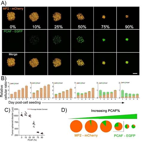 Characterization Of D In Vitro Heterotypic Cultures Generated With