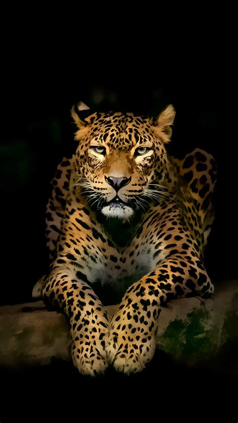 Wild Animals Wallpapers (57+ images)