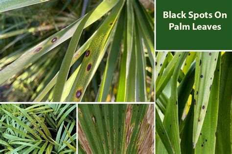 Black Spots On Palm Plant Tree Leaves Turning Black Embracegardening