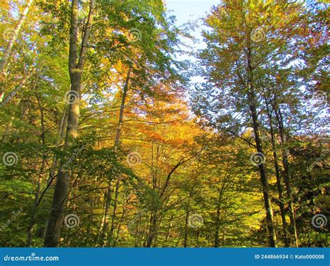 colorful temperate deciduous broadleaf beech forest stock photo