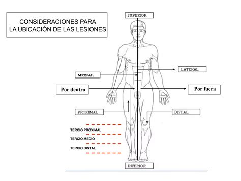 Anatomia Topografica Ppt Descarga Gratuita