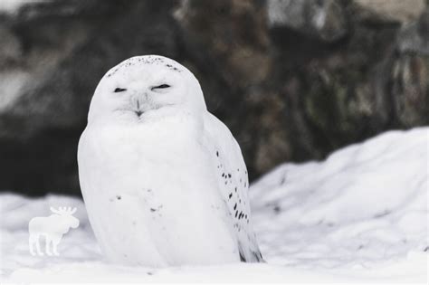 10 Animals That Live In The Snow — Forest Wildlife