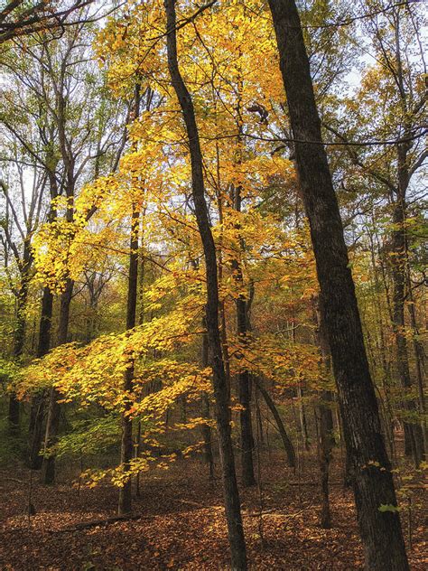 Autumn on Monte Sano Photograph by Charley Carter - Fine Art America