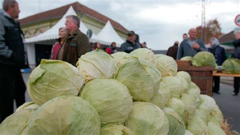 Futoški Kupus Prepoznatljiv Novosadski Brend Agro Tv