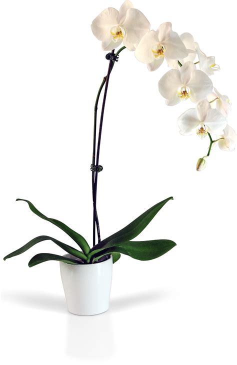 Download White Phalaenopsis Orchid Potted Plant