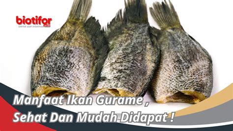 Manfaat Ikan Gurame Sehat Dan Mudah Didapat Biotifor