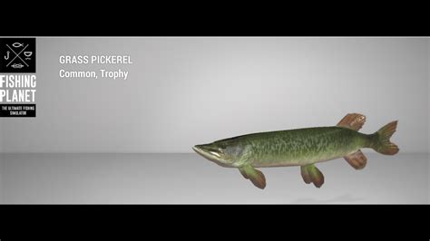 Fishing Planet Emerald Lake Trophy Grass Pickerel Feeder Youtube