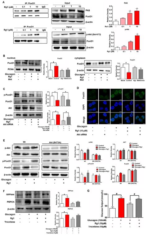 Ginsenoside Rg1 Inhibited Foxo1 Activation Dependent On Akt A After