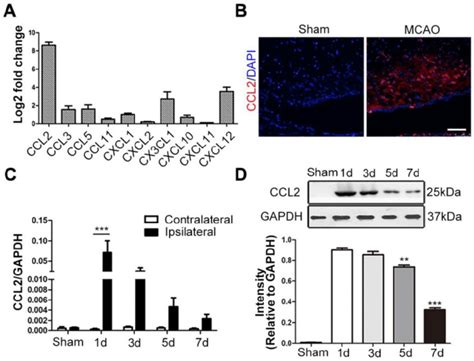 Ccl Expression Following Brain Ischemia And Reperfusion A The Mrna