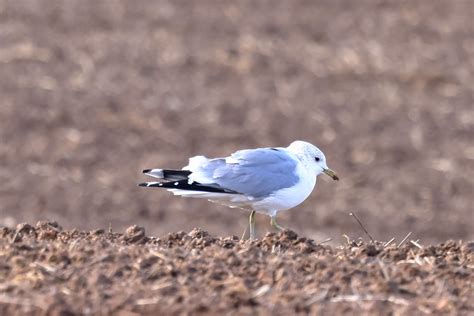 K A Rspb Bempton Cliffs Michael Atkinson Flickr