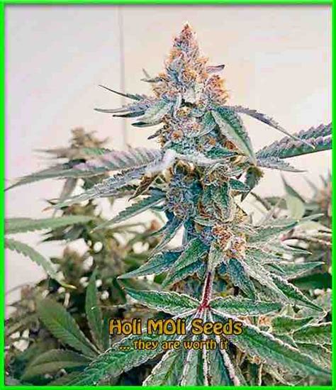 Blue Widow (F1) Autoflower Seeds| Marijuana - Cannabis