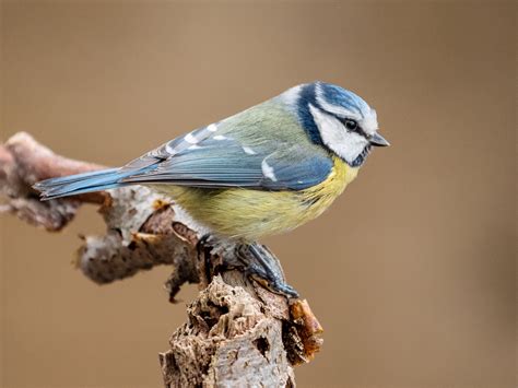 Blaumeise Foto And Bild Tiere Wildlife Wild Lebende Vögel Bilder Auf Fotocommunity