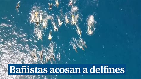 Un grupo de 33 bañistas acosa a unos delfines salvajes YouTube