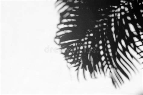 Abstract Gray Shadow Background Of Palm Leaves Black And White