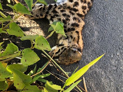 Amea Ado De Extin O Gato Do Mato Encontrado Morto Em Rodovia De