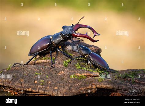 Escarabajo De Ciervo Macho Y Hembra Lucanus Cervus De Pie Juntos En