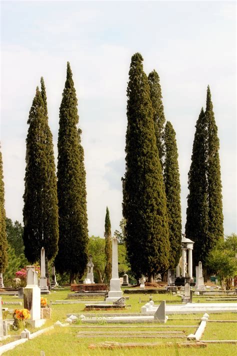 Italian Cypress Trees Free Stock Photo - Public Domain Pictures