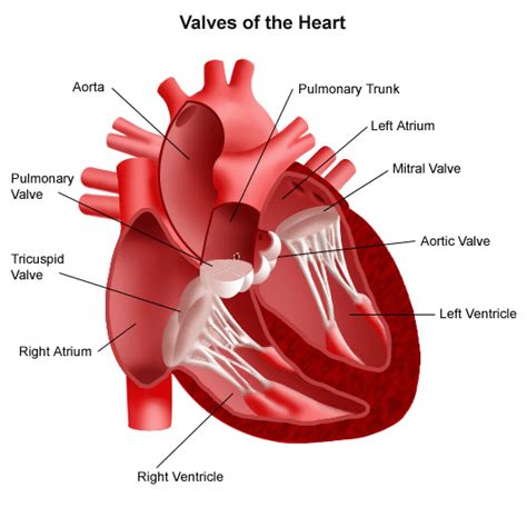 Tricuspid Valve - Definition, Location, Function and Structure