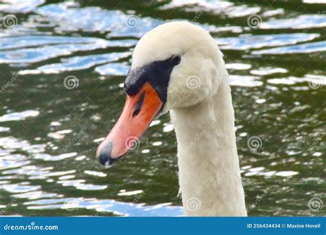 Mute Swan Cygnus Olor Close Up Of Face Stock Photo Image Of Birds