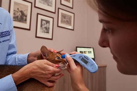 Okulistyka Szpital Weterynaryjny Krzeminskiego Gdansk