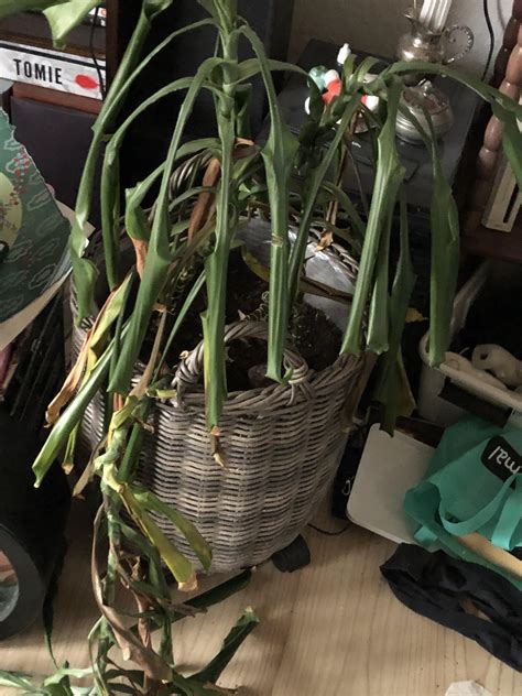 Grandmas Houseplant Rplantidentification