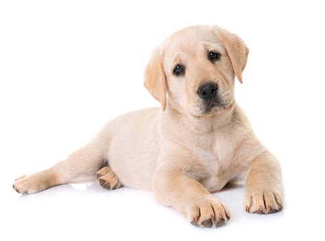 Genetic Health Testing For Labrador Retrievers Embarkvet