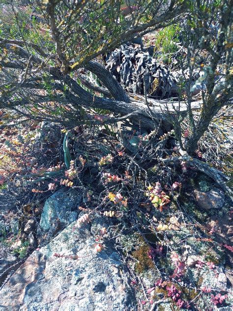 Concertina Plant From Cape Winelands District Municipality South