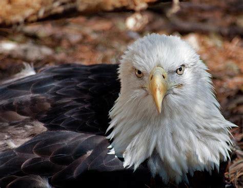 Nesting Eagle Photograph by Roy Hall | Fine Art America