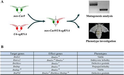 Loss Of Function Analysis Of B Mori Sex Determination Genes A