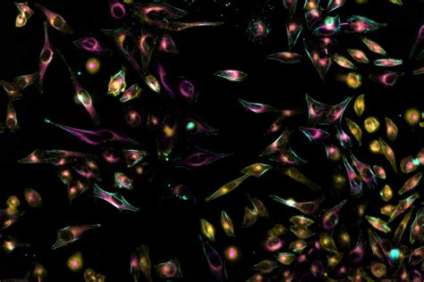 How To Perform Dynamic Multicolor Time Lapse Imaging Science Lab