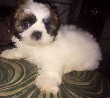 Shih Tzu Princess Type [ Dogs ] Metro Manila, Philippines -- kimtones