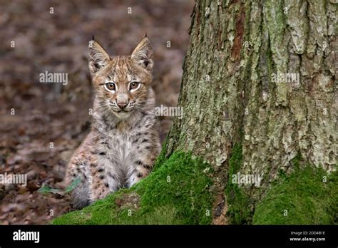 Eurasian Lynx Lynx Lynx Cub Hi Res Stock Photography And Images Alamy