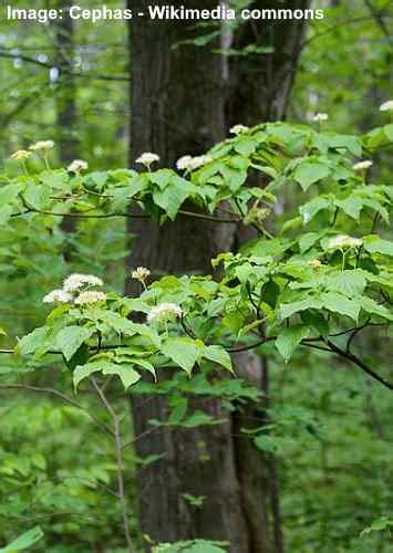 Dogwood Trees: Types, Leaves, Bark - Identification (With Pictures) (2022)