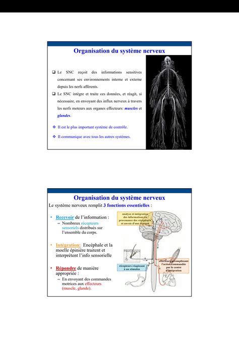 SOLUTION L anatomie et physiologie de systéme nerveux Studypool