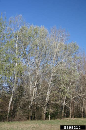 Maine Natural Areas Program Invasive Plants White Poplar