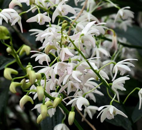 Orqu Dea Blanca De Kingianum Del Dendrobium En La Floraci N Imagen De