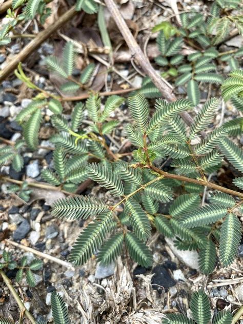 Giant Sensitive Plant Or Creeping Sensitive Plant In Garden Stock Image