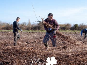 Mercier P Pini Riste Viticole Plants De Vigne De Qualit