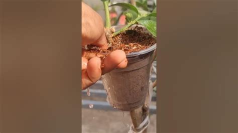 Powerful Effect Of Tomatoes On Lemon Propagation Youtube