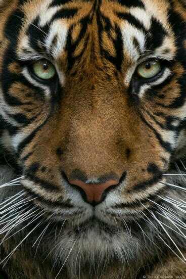 Green Tigers Eyes Big Cats Sumatran Tiger Animals Wild