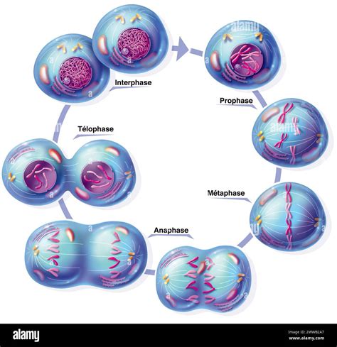 Representation Of The Different Stages Of Mitosis Prophase Where The