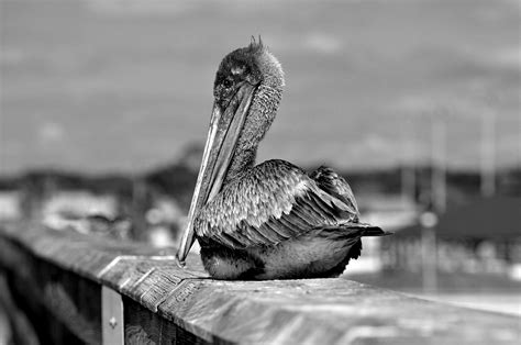 Pelican Wildlife Bird Free Photo On Pixabay Pixabay