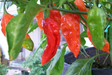 Bhut Jolokia Pepper Seeds | Super Hot Chiles